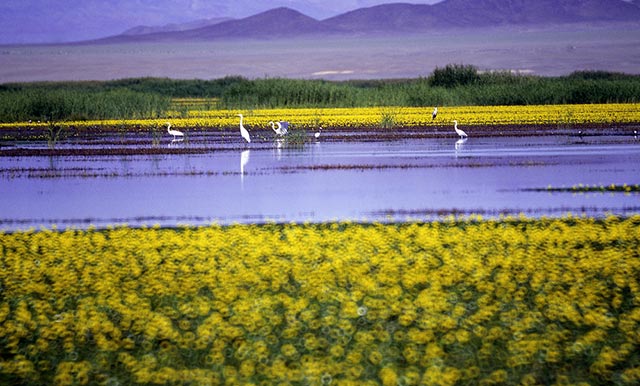 Erdenebayar Erdenesuren, Photographer